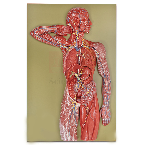 Human Lymphatic System Model